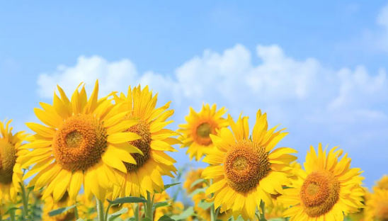 以愛之名，助力前行 ——新希望醫(yī)療公益助學(xué)活動